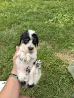 Snoopy, a male Miniature Dachshund for sale in Bastian, VA – 3 of 3