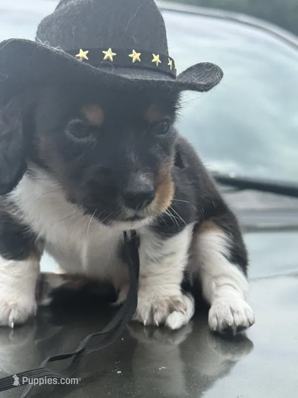 Boots – Miniature Dachshund puppy for sale in Bastian, VA