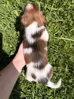 Max, a male Miniature Dachshund for sale in Bastian, VA – 2 of 2