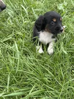 Boots, a male Miniature Dachshund for sale in Bastian, VA – 2 of 4