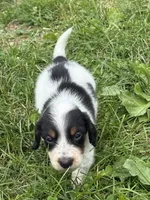 Snoopy, a male Miniature Dachshund for sale in Bastian, VA – 2 of 3