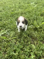 Harley, a male Miniature Dachshund for sale in Bastian, VA – 3 of 3