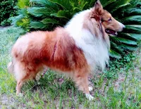 Lance, a male Collie for sale in Dade City, FL – Photo 3 of 4