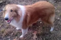 Lance, a male Collie for sale in Dade City, FL – Photo 1 of 4