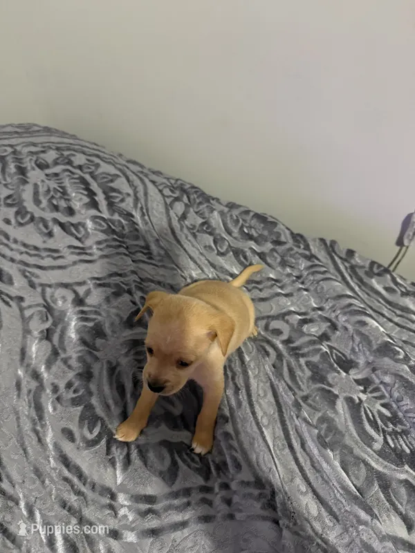 Male Chiweenie puppy – Chihuahua puppy for sale in Williamston, NC