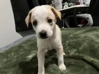 Male chiweenie puppie, a male Dachshund and Chihuahua for sale in Williamston, NC – 8 of 10