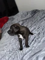 Male chiweenie puppie, a male Dachshund and Chihuahua for sale in Williamston, NC – 4 of 7