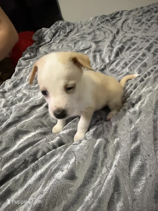 Male chiweenie puppie – Chihuahua puppy for sale in Williamston, NC