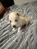 Male chiweenie puppie, a male Chihuahua for sale in Williamston, NC – 2 of 9