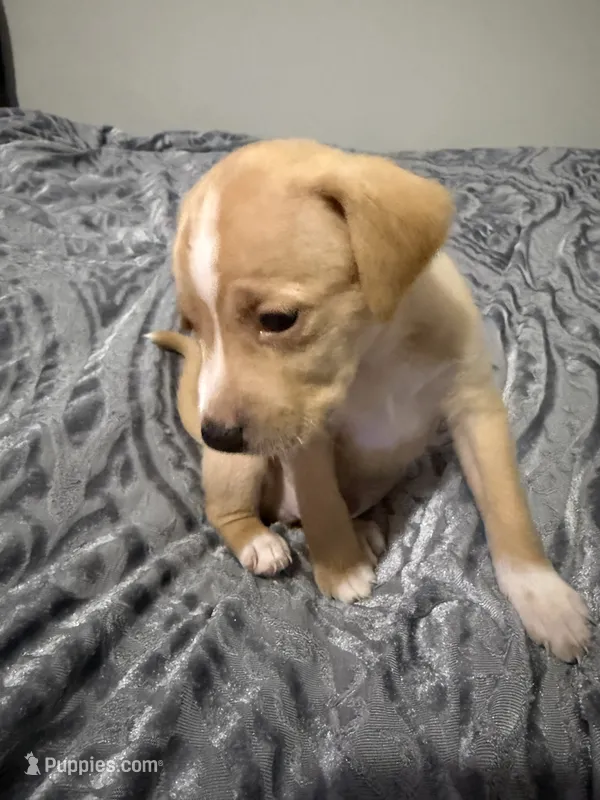 Male Chiweenie puppy  – Dachshund, Chihuahua puppy for sale in Williamston, NC