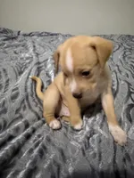 Male Chiweenie puppy , a male Dachshund and Chihuahua for sale in Williamston, NC – 4 of 6