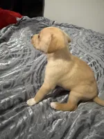 Male Chiweenie puppy , a male Dachshund and Chihuahua for sale in Williamston, NC – 6 of 6