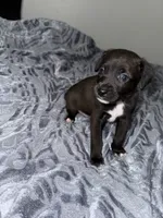 Male chiweenie puppie, a male Chihuahua for sale in Williamston, NC – 3 of 3