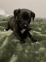 Male chiweenie puppie, a male Dachshund and Chihuahua for sale in Williamston, NC – 7 of 7