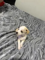 Male chiweenie puppie, a male Chihuahua for sale in Williamston, NC – 8 of 9