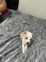 Male chiweenie puppie, a male Chihuahua for sale in Williamston, NC – 7 of 9