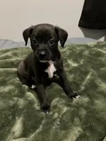Male chiweenie puppie, a male Dachshund and Chihuahua for sale in Williamston, NC – 6 of 7