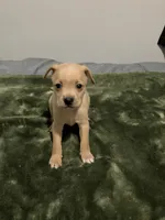 Male Chiweenie puppy, a male Dachshund and Chihuahua for sale in Williamston, NC – 6 of 6