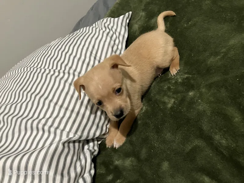 Male Chiweenie puppy – Dachshund, Chihuahua puppy for sale in Williamston, NC