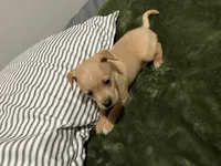 Male Chiweenie puppy, a male Dachshund and Chihuahua for sale in Williamston, NC – 1 of 6