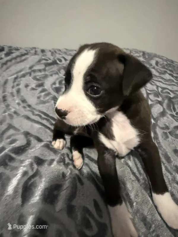 Male chiweenie puppy – Chihuahua puppy for sale in Williamston, NC