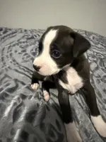 Male chiweenie puppy, a male Chihuahua for sale in Williamston, NC – 1 of 5