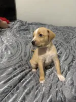 Male Chiweenie puppy , a male Dachshund and Chihuahua for sale in Williamston, NC – 3 of 6