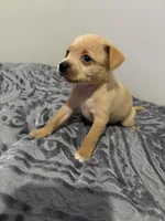 Male Chiweenie puppy, a male Chihuahua for sale in Williamston, NC – 3 of 4
