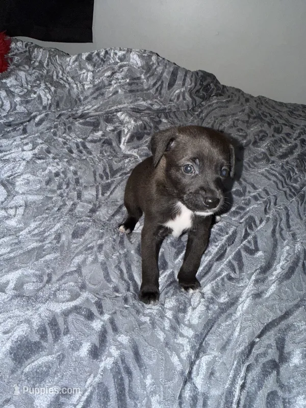 Male chiweenie puppie – Chihuahua puppy for sale in Williamston, NC