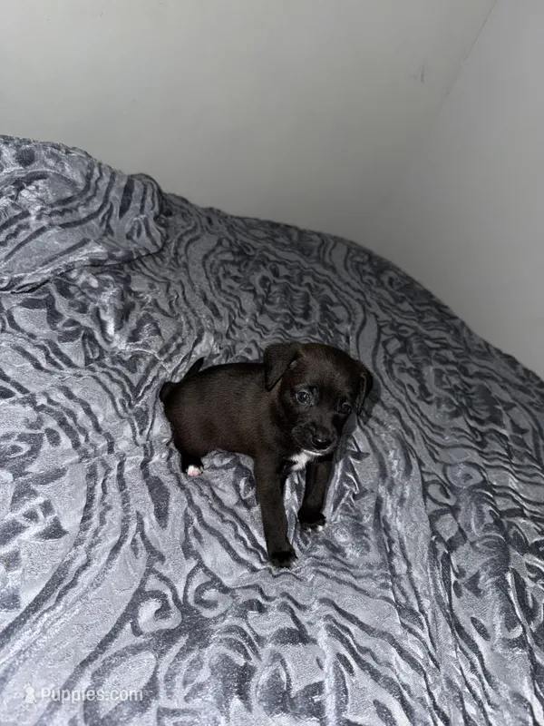Male chiweenie puppie – Dachshund, Chihuahua puppy for sale in Williamston, NC