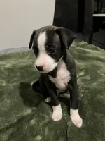 Male chiweenie puppy, a male Dachshund and Chihuahua for sale in Williamston, NC – 1 of 6