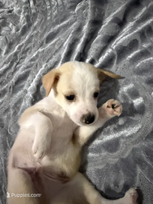 Male chiweenie puppie – Chihuahua puppy for sale in Williamston, NC