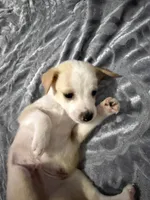Male chiweenie puppie, a male Chihuahua for sale in Williamston, NC – 1 of 9