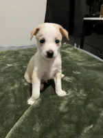 Male chiweenie puppie, a male Dachshund and Chihuahua for sale in Williamston, NC – 10 of 10