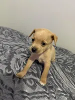 Male Chiweenie puppy, a male Chihuahua for sale in Williamston, NC – 2 of 4