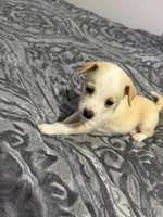 Male chiweenie puppie, a male Chihuahua for sale in Williamston, NC – 6 of 9