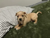Male Chiweenie puppy, a male Dachshund and Chihuahua for sale in Williamston, NC – 3 of 6