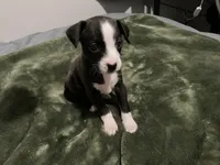 Male chiweenie puppy, a male Dachshund and Chihuahua for sale in Williamston, NC – 2 of 6