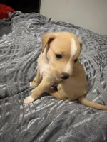 Male Chiweenie puppy , a male Dachshund and Chihuahua for sale in Williamston, NC – 2 of 6