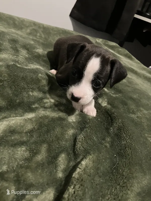 Male chiweenie puppy – Dachshund, Chihuahua puppy for sale in Williamston, NC