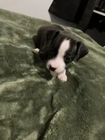 Male chiweenie puppy, a male Dachshund and Chihuahua for sale in Williamston, NC – 3 of 6