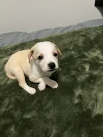 Male chiweenie puppie, a male Dachshund and Chihuahua for sale in Williamston, NC – 7 of 10