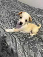 Male chiweenie puppie, a male Chihuahua for sale in Williamston, NC – 9 of 9