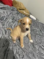 Male Chiweenie puppy , a male Dachshund and Chihuahua for sale in Williamston, NC – 5 of 6