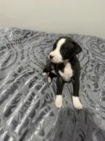 Male chiweenie puppy, a male Dachshund and Chihuahua for sale in Williamston, NC – 4 of 6