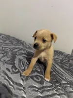 Male Chiweenie puppy, a male Dachshund and Chihuahua for sale in Williamston, NC – 5 of 6