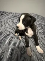 Male chiweenie puppy, a male Chihuahua for sale in Williamston, NC – 5 of 5