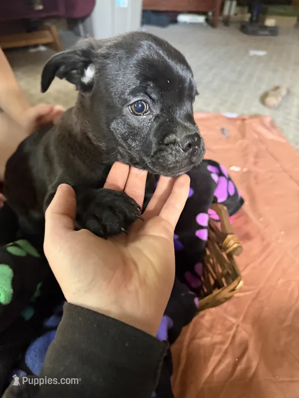Chef – Border Collie, Pug puppy for sale in Castle Rock, WA