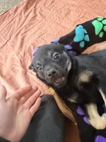 Stan, a female Border Collie and Pug for sale in Castle Rock, WA – 2 of 3