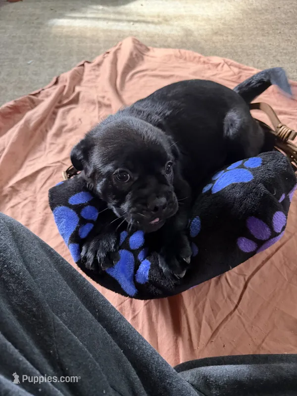 Cartman  – Border Collie, Pug puppy for sale in Castle Rock, WA